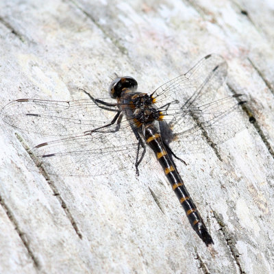 Ringed Boghaunter - Williamsonia lintneri