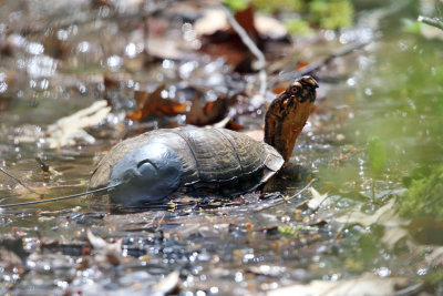 Eastern Box Turtle - Terrapene carolina carolina