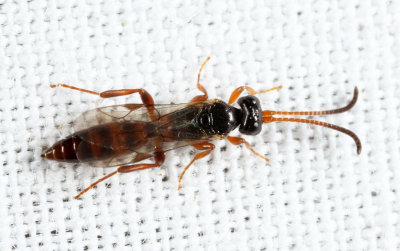 Phaeogenes sp.