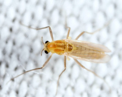 Orthocladiinae