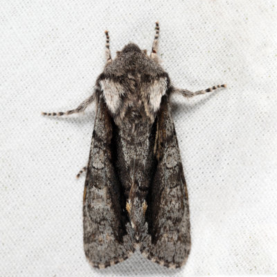 10012 - Chosen Sallow - Psaphida electilis