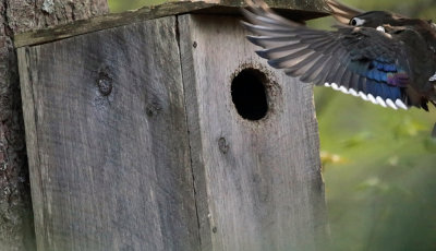 female Wood Duck flying into a nest box