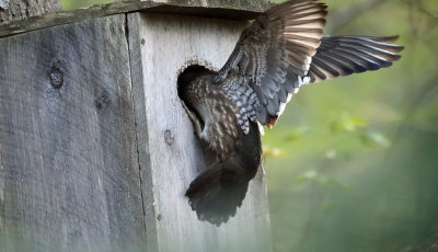 female Wood Duck flying into a nest box