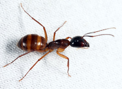 Camponotus americanus