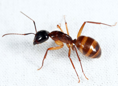 Camponotus americanus