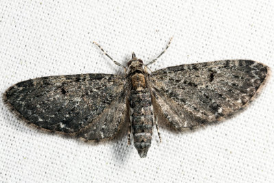 Eupithecia sp.