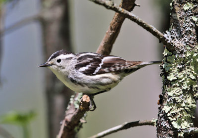 Black-and-white Warbler - Mniotilta varia