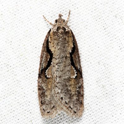 0912 - Packard's Concealer Moth - Semioscopis packardella