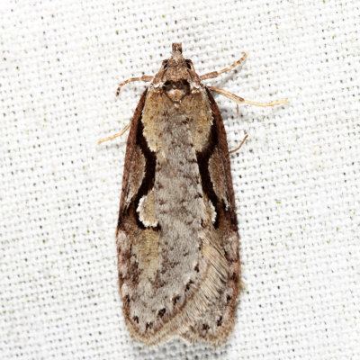 0912 - Packard's Concealer Moth - Semioscopis packardella