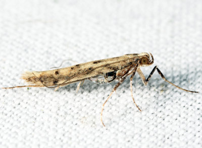 Caloptilia sp.