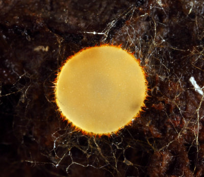 Scutellinia erinaceus