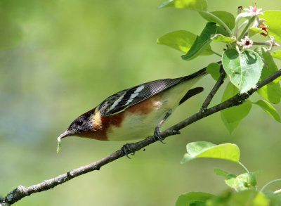 Bay-breasted Warbler - Setophaga castanea