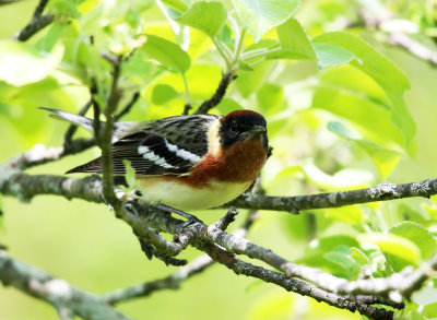 Bay-breasted Warbler - Setophaga castanea