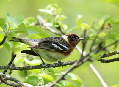 Bay-breasted Warbler - Setophaga castanea