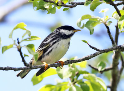 Blackpoll Warbler - Setophaga striata