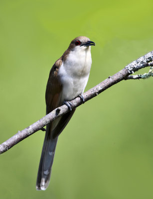 Black-billed Cuckoo - Coccyzus erythropthalmus