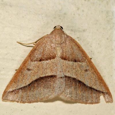 6803 - Common Petrophora - Petrophora divisata
