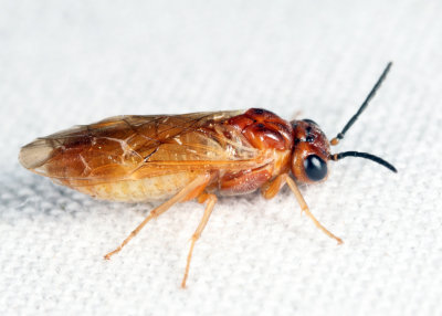 Periclista diluta