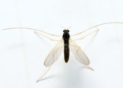 Phaenopsectra sp.