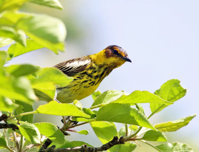 Cape May Warbler - Setophaga tigrina