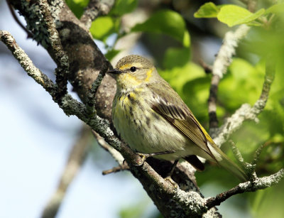 Cape May Warbler - Setophaga tigrina (female)