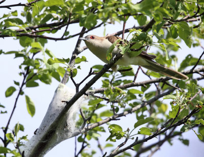 Black-billed Cuckoo - Coccyzus erythropthalmus