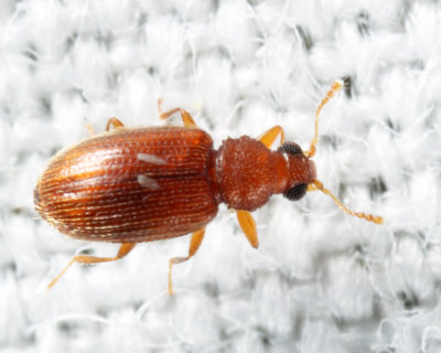 Melanophthalma sp.