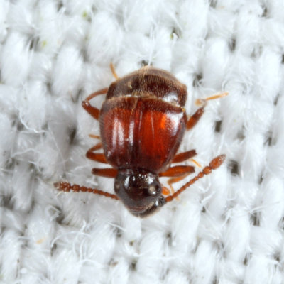 Reichenbachia sp.