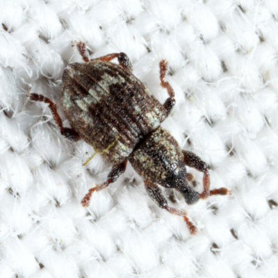 Duckweed Weevil - Tanysphyrus lemnae