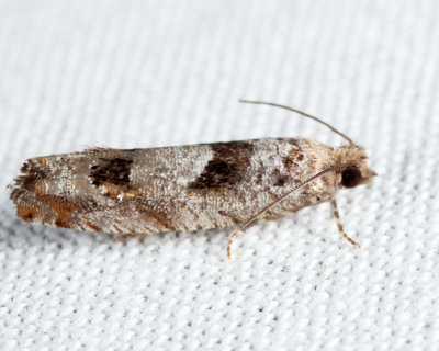 3251 – Bare-patched Leafroller – Pseudexentera spoliana