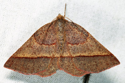 6832 - Yellow-washed Metarranthis - Metarranthis obfirmaria