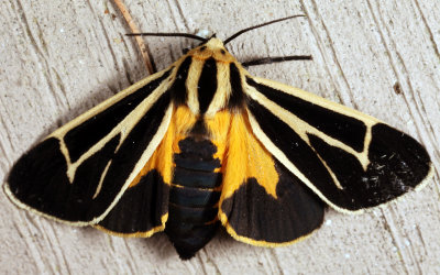 8171 – Nais Tiger Moth – Apantesis nais
