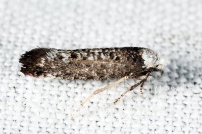 2413 – Swammerdamia caesiella