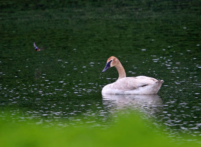 Trumpeter Swan - Cygnus buccinator