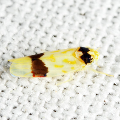 Eratoneura morgani