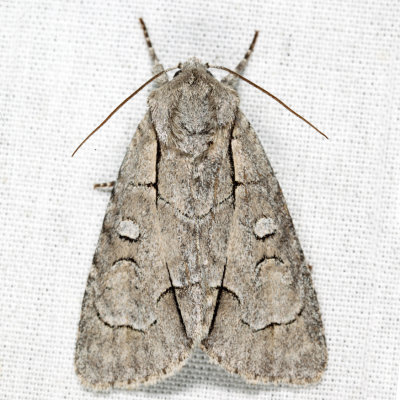 9209 - Radcliffe's Dagger Moth - Acronicta radcliffei