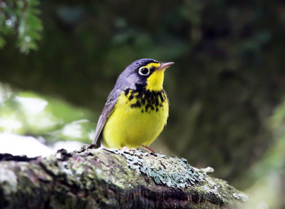 Canada Warbler - Cardellina canadensis