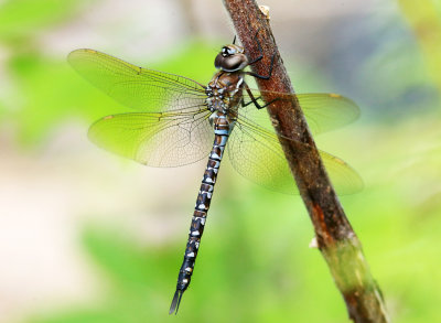 female Spatterdock darner - Rhionaeschna mutata