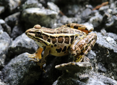 Pickerel Frog - Lithobates palustris