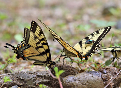 Tiger Swallowtails