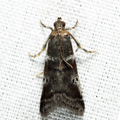 5653 - Cranberry Fruitworm Moth - Acrobasis vaccinii