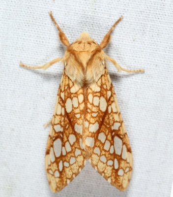 8211 - Hickory Tussock Moth - Lophocampa caryae