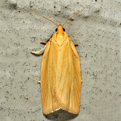 3684 - Clemens' Clepsis - Clepsis clemensiana