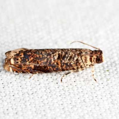 2701 - Sumac Leaftier Moth - Episimus argutanus