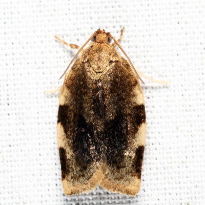 3632 - Broken-banded Leafroller - Choristoneura fractivittana