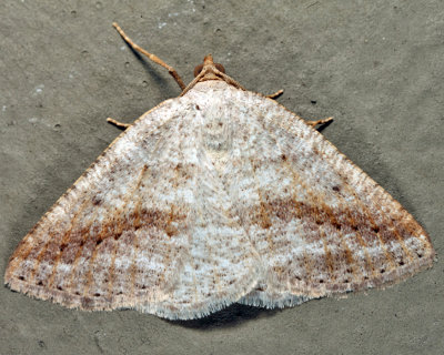 6807 - Pale Alder Moth - Tacparia detersata