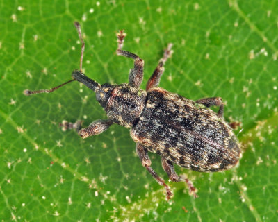 Dorytomus brevicollis