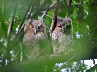 Eastern Screech Owlets - Megascops asio