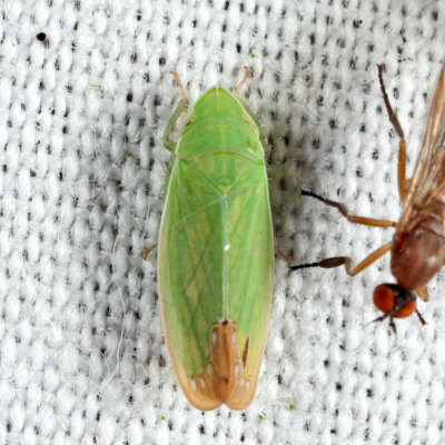 Memnonia flavida