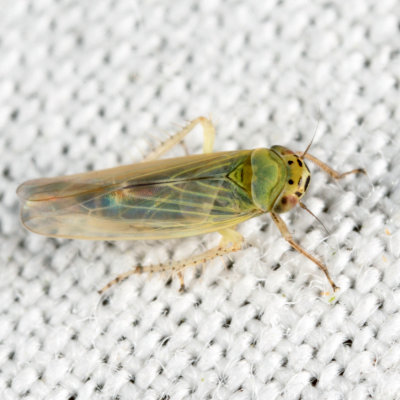 Macrosteles sp.